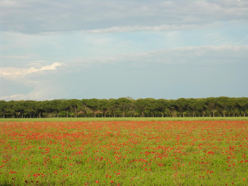 Appartamenti Mirella Bibione Buitenkant foto